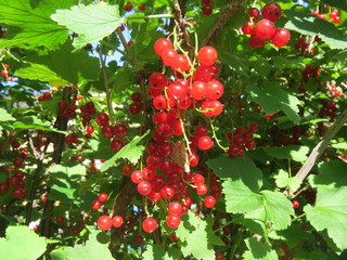 red currant