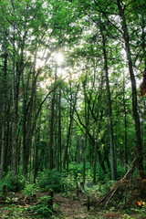 Soleil dans la forêt