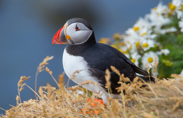 Naklejka premium Beautiful Atlantic Puffin