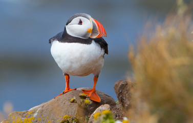 Beautiful Atlantic Puffin