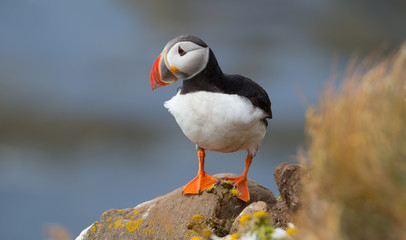 Beautiful Atlantic Puffin