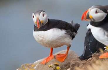 Beautiful Atlantic Puffin