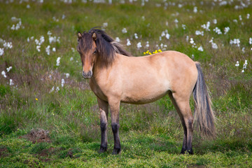 Fototapeta premium Brown Icelandic horse on the meadow