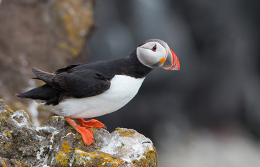 Fototapeta premium Beautiful Atlantic Puffin