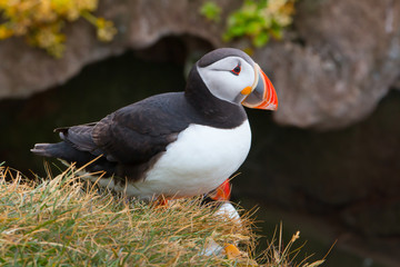 Beautiful Atlantic Puffin