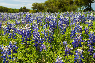 Field of Bluebonnets wildflowers with trees and blue sky in background