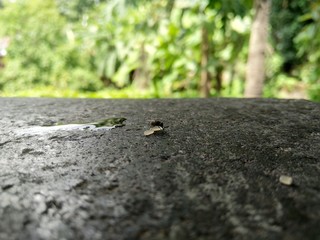 ants on tree
