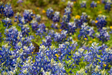 Field of Bluebonnets wildflowers
