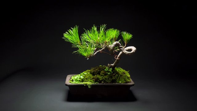 Zoom in / Japanese bonsai plant/ pine tree