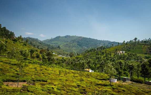 Tea gardens in the foothills of western ghat