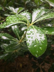 drops on green leaf