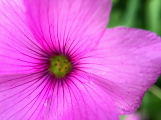 closeup of pink flower