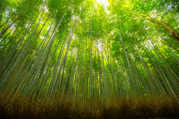 Pristine natural bamboo forest