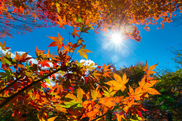 Red maple leaves in autumn