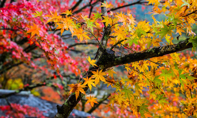Red maple leaves in autumn