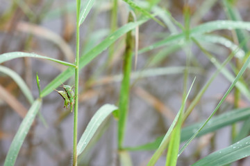 two grasshopper hybridize on some plant over water.