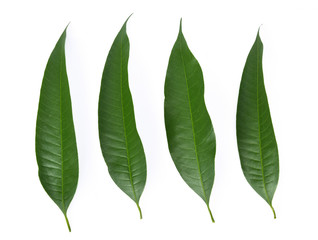 Mango leaf on a white background