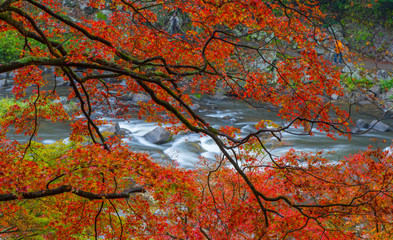 River in Autumn