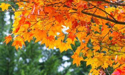 Red maple leaves in autumn