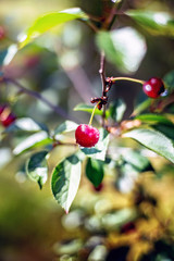 Obraz premium Cherries on the branch after rain