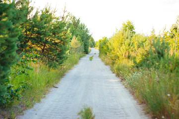 Morning light falls on a forest road