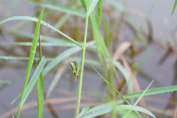 two grasshopper hybridize on some plant over water.