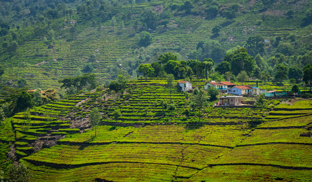 Tea gardens in the foothills of western ghat
