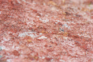 two dragonfly hybridize on the ground.