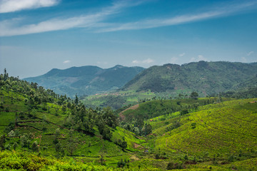 Naklejka premium Tea gardens in the foothills of western ghat