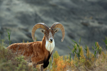 Kazakhstan. Mangistau. Caspian urial. Mountain sheep.