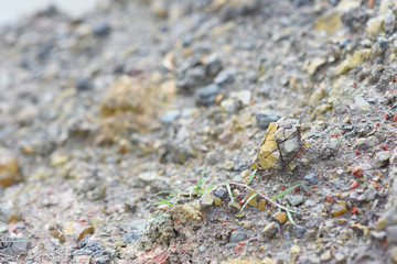 surface of dirt ground