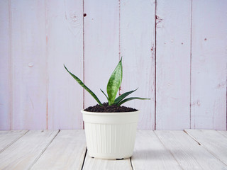 Sansevieria in a white pot on an old wooden table
