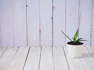 Sansevieria in a white pot on an old wooden table