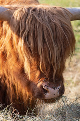 scotish highland cattle