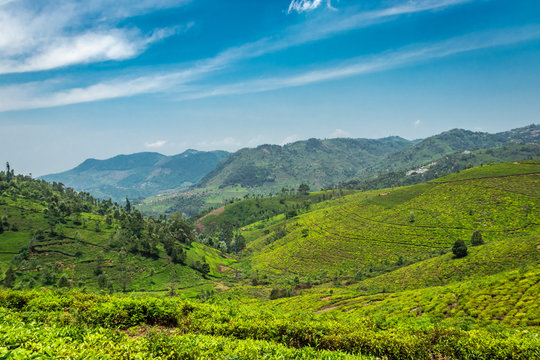 Tea gardens in the foothills of western ghat