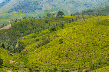 Fototapeta premium Tea gardens in the foothills of western ghat