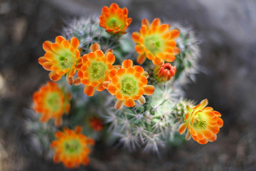 Orange Cactus Flowers Bloom