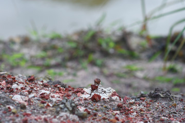 surface of dirt ground