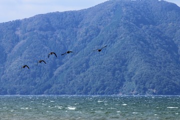 琵琶湖上を飛ぶ鴨の群れ