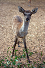 Western Kazakhstan. Mangistau. Baby deer