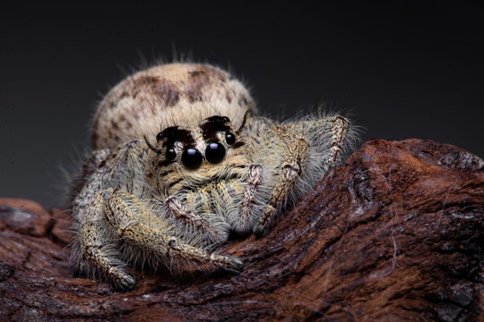 Jumping spider, Hyllus diardi