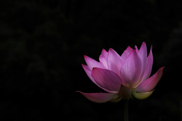 Lotus flower on a black background