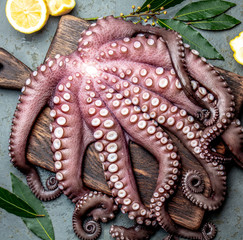 Whole fresh raw octopus on cutting board closeup on gray slate background © lblinova