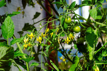 Small green tomato fruits with yellow flowers hang on stems on the background of a greenhouse in a village in the North of Yakutia in the summer.