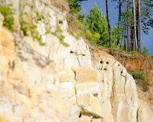 Clay cliff near the river with burrows in the form of a face and sticking out the roots of the collapsed trees of the Northern tundra in Yakutia near.