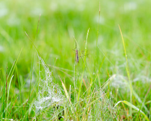 An insect with wings and big feet sleeps on the green grass in the morning among the white frost and dew on the web in the autumn in the forest of Yakutia.