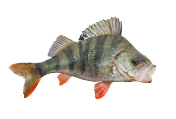 Perch fish. Live trophy isolated on white background. Perca fluviatilis