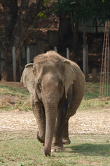 Thai elephant,The elephant animal is a symbol of the country Thailand.