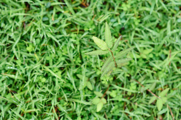 small green leaf on green ground.