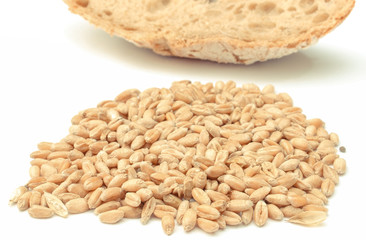 Wheat grains and piece of bread on white background